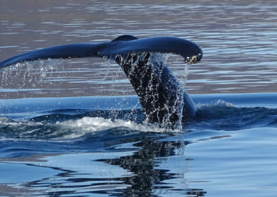 Balene ad Akureyri Islanda